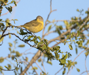 Nashville Warbler 7536